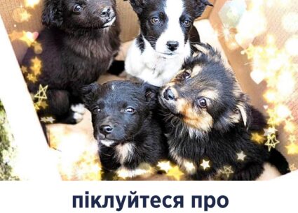 Піклуйтеся про безпритульних звірят